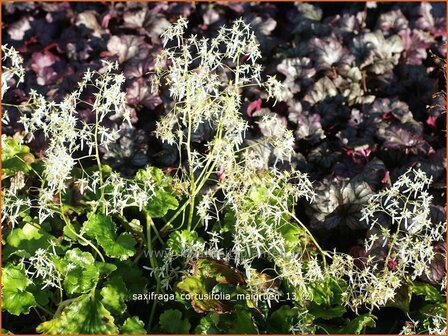 Saxifraga cortusifolia 'Maigruen' | Steenbreek