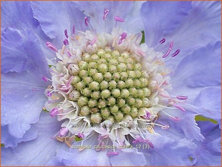 Scabiosa caucasica &#039;Staefa&#039; | Duifkruid, Schurftkruid, Kaukasisch duifkruid
