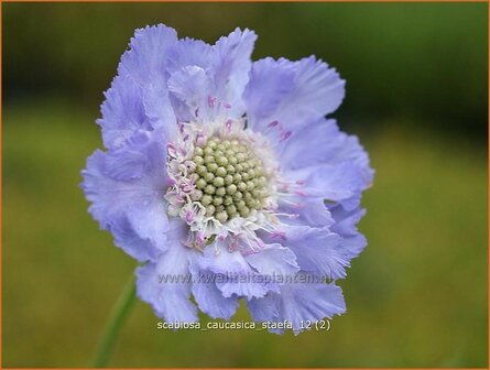 Scabiosa caucasica &#039;Staefa&#039; | Duifkruid, Schurftkruid, Kaukasisch duifkruid