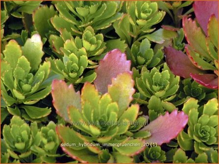 Sedum hybridum &#039;Immergr&uuml;nchen&#039; | Vetkruid | Mongolisches Fettblatt