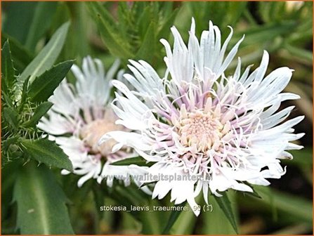 Stokesia laevis &#039;Traeumerei&#039; | Korenbloemaster