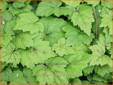 Tiarella cordifolia &#039;Moorgruen&#039; | Schuimbloem, Perzische muts