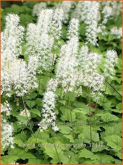 Tiarella cordifolia &#039;Moorgruen&#039; | Schuimbloem, Perzische muts