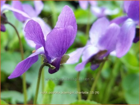 Viola odorata &#039;K&ouml;nigin Charlotte&#039; | Maarts viooltje, Welriekend viooltje, Viooltje | Duftveilchen