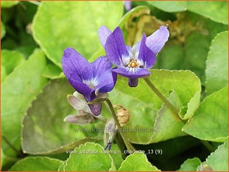 Viola odorata &#039;K&ouml;nigin Charlotte&#039; | Maarts viooltje, Welriekend viooltje, Viooltje | Duftveilchen