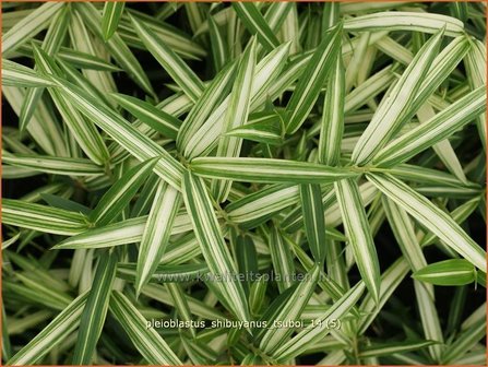 Pleioblastus chino &#039;Tsuboi&#039; | Bamboe