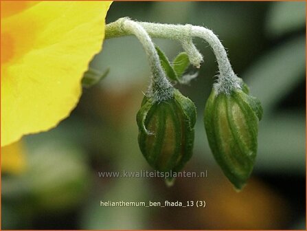 Helianthemum 'Ben Fhada' | Zonneroosje