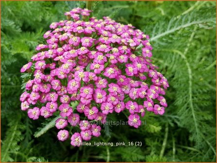 Achillea &#039;Lightning Pink&#039; | Duizendblad | Garbe