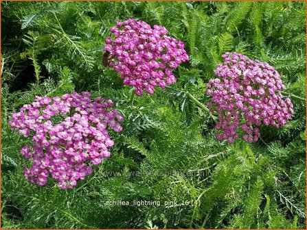 Achillea &#039;Lightning Pink&#039; | Duizendblad | Garbe