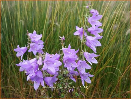 Adenophora 'Gaudi Violet' | Bekerklokje, Vrouwenklokje | Becherglocke
