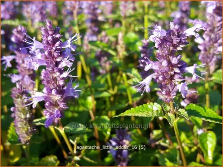 Agastache 'Little Adder' | Dropplant, Anijsnetel | Duftnessel