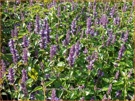 Agastache 'Little Adder' | Dropplant, Anijsnetel | Duftnessel