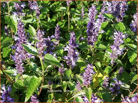 Agastache 'Little Adder' | Dropplant, Anijsnetel | Duftnessel