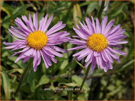 Aster alpinus &#039;Happy End&#039; | Alpenaster, Aster | Alpenaster