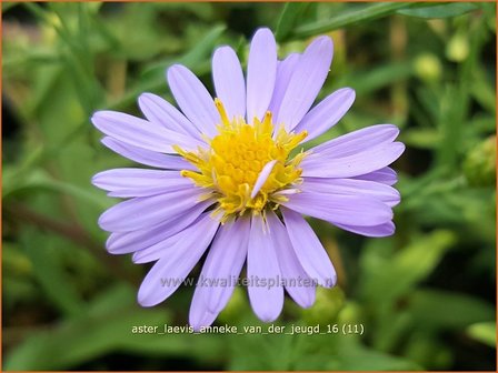 Aster laevis &#039;Anneke van der Jeugd&#039; | Gladde aster, Aster | Glatte Aster