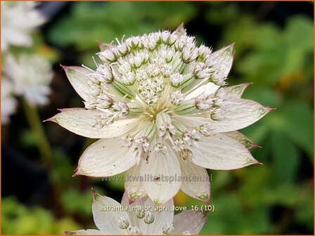 Astrantia major &#039;April Love&#039; | Zeeuws knoopje, Groot sterrenscherm | Gro&szlig;e Sterndolde