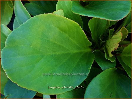 Bergenia schmidtii | Schoenlappersplant, Olifantsoor | Schmidts Bergenie