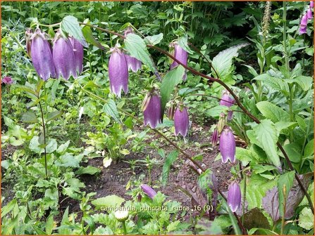 Campanula punctata &#039;Rubra&#039; | Klokjesbloem | Gepunktete Glockenblume