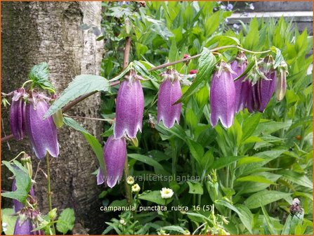 Campanula punctata &#039;Rubra&#039; | Klokjesbloem | Gepunktete Glockenblume