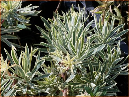 Euphorbia characias &#039;Emmer Green&#039; | Wolfsmelk | Palisaden-Wolfsmilch