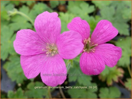 Geranium oxonianum &#039;Betty Catchpole&#039; | Ooievaarsbek, Tuingeranium | Oxford-Storchschnabel