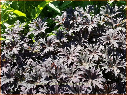Geranium pratense &#039;Midnight Ghost&#039; | Beemdooievaarsbek, Ooievaarsbek, Tuingeranium | Wiesen-Storchschnabel