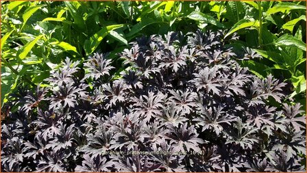 Geranium pratense &#039;Midnight Ghost&#039; | Beemdooievaarsbek, Ooievaarsbek, Tuingeranium | Wiesen-Storchschnabel