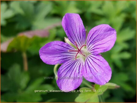Geranium wlassovianum &#039;Typ Crug Farm&#039; | Ooievaarsbek, Tuingeranium | Sibirischer Storchenschnabel