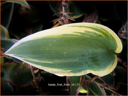 Hosta &#039;First Frost&#039; | Hosta, Hartlelie, Funkia | Funkie