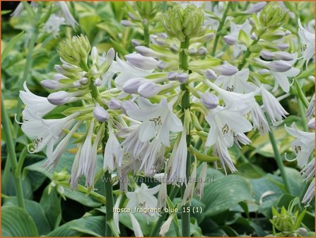 Hosta &amp;#39;Fragrant Blue&amp;#39;