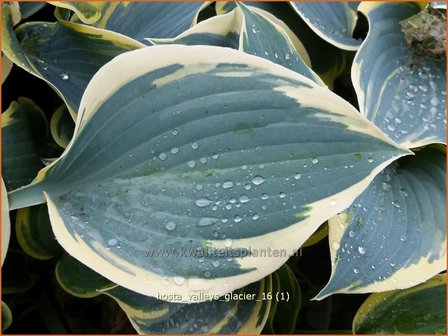 Hosta &amp;#39;Valley&amp;#39;s Glacier&amp;#39; | Hosta, Hartlelie, Funkia | Funkie