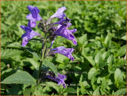 Nepeta &#039;Weinheim Big Blue&#039; | Kattenkruid | Katzenminze