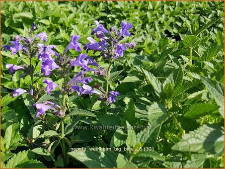 Nepeta &#039;Weinheim Big Blue&#039; | Kattenkruid | Katzenminze