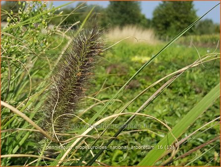 Pennisetum alopecuroides &#039;National Arboretum&#039; | Lampenpoetsersgras, Borstelveergras | Lampenputzergras