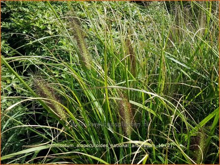 Pennisetum alopecuroides &#039;National Arboretum&#039; | Lampenpoetsersgras, Borstelveergras | Lampenputzergras