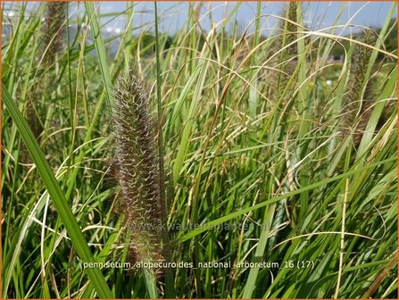 Pennisetum alopecuroides &#039;National Arboretum&#039; | Lampenpoetsersgras, Borstelveergras | Lampenputzergras