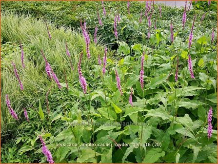 Persicaria amplexicaulis 'Rowden Gem' | Adderwortel, Duizendknoop | Kerzenkn&ouml;terich