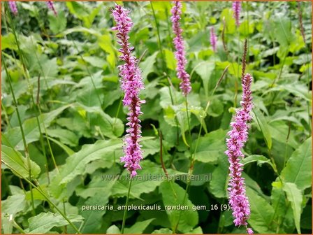 Persicaria amplexicaulis 'Rowden Gem' | Adderwortel, Duizendknoop | Kerzenkn&ouml;terich