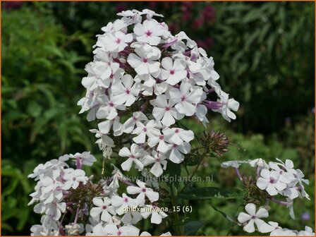 Phlox &#039;Nirvana&#039; | Hoge vlambloem, Vlambloem, Flox, Floks | Hohe Flammenblume