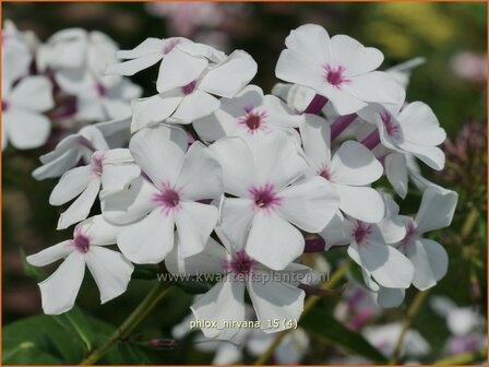 Phlox &#039;Nirvana&#039; | Hoge vlambloem, Vlambloem, Flox, Floks | Hohe Flammenblume