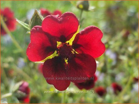 Potentilla &#039;Monarchs Velvet&#039; | Ganzerik, Vijfvingerkruid | Fingerkraut