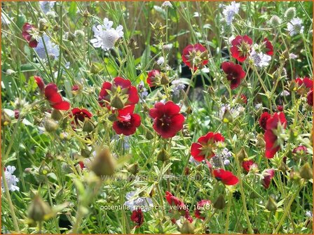 Potentilla &#039;Monarchs Velvet&#039; | Ganzerik, Vijfvingerkruid | Fingerkraut