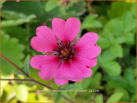 Potentilla nepalensis &#039;Ron McBeath&#039; | Ganzerik, Vijfvingerkruid | Nepal-Fingerkraut