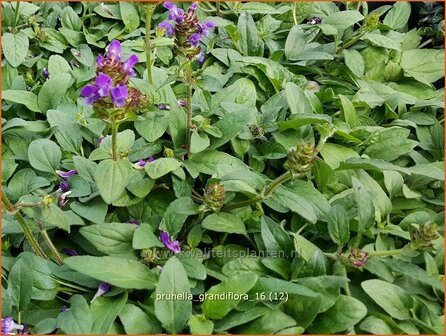 Prunella grandiflora | Brunel, Bijenkorfje | Gro&szlig;bl&uuml;tige Braunelle