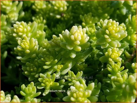 Sedum acre &#039;Aureum&#039; | Muurpeper, Vetkruid | Scharfer Mauerpfeffer