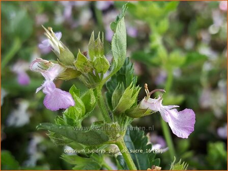 Teucrium lucidrys 'Pain de Sucre' | Gamander | Wintergr&uuml;ner Gamander