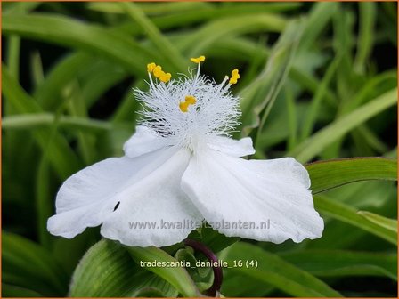 Tradescantia &#039;Danielle&#039; | Eendagsbloem, Vaderplant, Matrozensla | Dreimasterblume