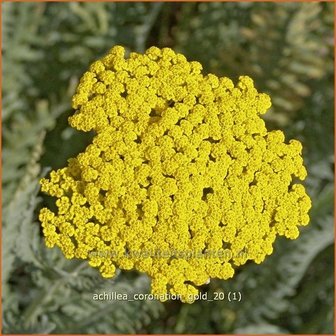 Achillea &#039;Coronation Gold&#039; | Duizendblad | Garbe