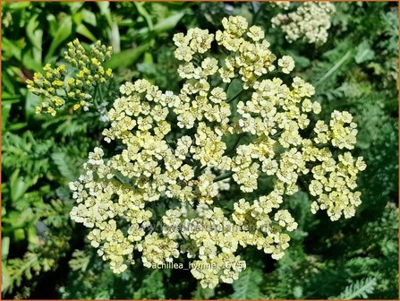 Achillea &#039;Hymne&#039; | Duizendblad | Garbe