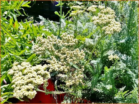 Achillea &#039;Hymne&#039; | Duizendblad | Garbe